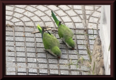 Mönchsittich (Myiopsitta monachus)