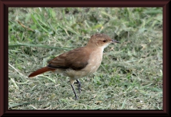 Rost-Töpfervogel (Furnarius rufus)