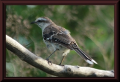 Camposspottdrossel (Mimus saturninus)
