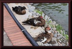 Moschusente (Cairina moschata)