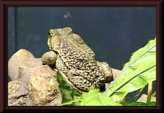 Im Zoo von Buenos Aires