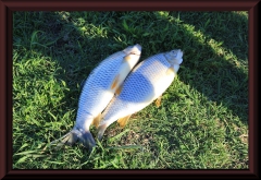 Sábalo (Prochilodus lineatus)