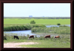 Im Río Paraná-Delta