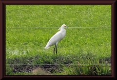 Kuhreiher (Bubulcus ibis)