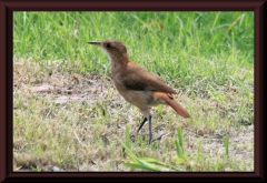 Töpfervogel