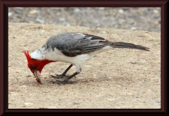 Kardinalsvogel (Paroaria coronata)