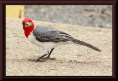 Kardinalsvogel (Paroaria coronata)