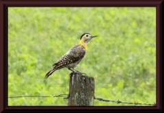 Feldspecht (Colaptes campestris)