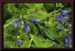 Kolibri (Chlorostilbon aureoventris)