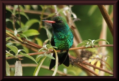 Kolibri (Chlorostilbon aureoventris)