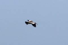 Weißhalsibis (Theristicus caudatus)