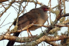 Rotgesichtguan (Penelope dabbenei)