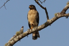 Sperberwaldfalke (Micrastur ruficollis)