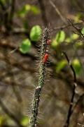 bolivien-05108