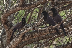 Purpur-Blaurabe (Cyanocorax cyanomelas)