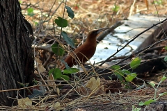 Riesen-Baumsteiger (Xiphocolaptes major)