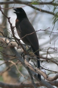 Purpur-Blaurabe (Cyanocorax cyanomelas)