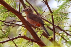 Rotrücken-Kronfink (Coryphospingus cucullatus), Männchen