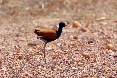 Rotstirn-Jassana (Jacana jacana)