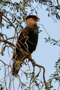 Schopfkarakara (Caracara plancus)