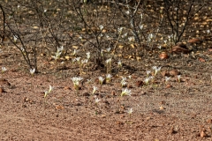 bolivien-05203