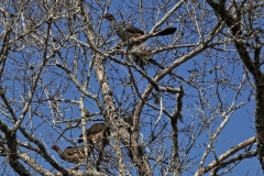 Rotgesichtguan (Penelope dabbenei)