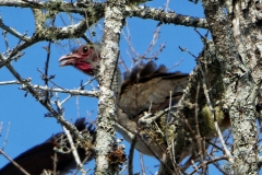 Rotgesichtguan (Penelope dabbenei)