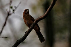 Rotrücken-Kronfink (Coryphospingus cucullatus), Weibchen