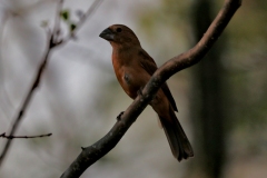 Rotrücken-Kronfink (Coryphospingus cucullatus), Weibchen