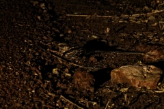 Scherenschwanz-Nachtschwanz (Hydropsalis torquata)