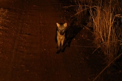 Pampasfuchs (Lycalopex gymnocercus)