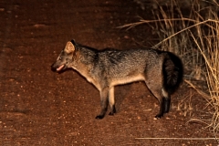 Pampasfuchs (Lycalopex gymnocercus)