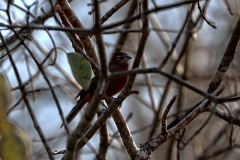 Rotrücken-Kronfink (Coryphospingus cucullatus), Männchen
