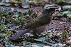 Grünschwingensaltator (Saltator similis)