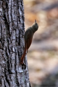 Oliver Holzfäller (Sittasomus griseicapillus)