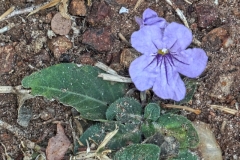 bolivien-05306