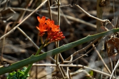 bolivien-05309