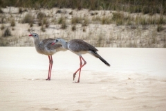 Rotfußseriema (Cariama cristata)