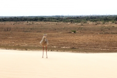 Rotfußseriema (Cariama cristata) im Hintergrund Santa Cruz