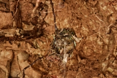 Kolibri-Nest