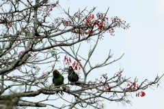 Tucumanamazone (Amazona tucumana )