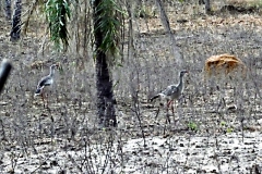 Rotfußseriema (Cariama cristata)