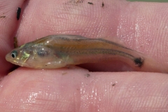 Brachyrhamdia sp. „Bolivia“