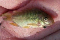 Corydoras latus ?