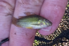 Corydoras latus ?