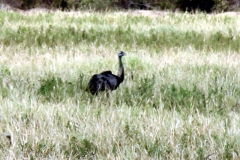 Nandu (Rhea americana)