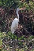 Silberreiher (Ardea alba)