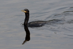 Olivenscharbe (Phalacrocorax brasilianus)