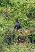 Hakenweih (Helicolestes hamatus)