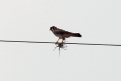 Buntfalke (Falco sparverius)